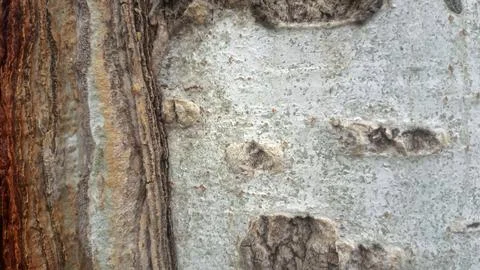 Bark background, tree bark background, grey bark with cracks Stock Photos