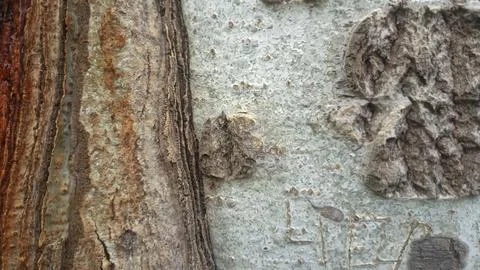 Bark background, tree bark background, grey bark with cracks Stock Photos