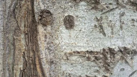 Bark background, tree bark background, grey bark with cracks Stock Photos