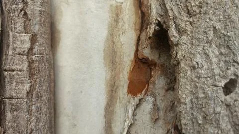 Bark background, tree bark background, grey bark with cracks Stock Photos