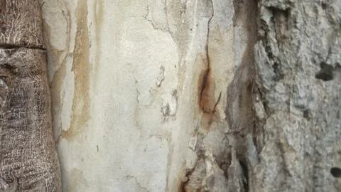 Bark background, tree bark background, grey bark with cracks Stock Photos