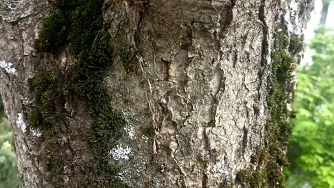 Bark background, tree bark background, grey bark with cracks Stock Photos