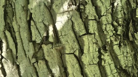 Bark background, tree bark background, grey bark with cracks Stock Photos