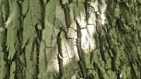 Bark background, tree bark background, grey bark with cracks Stock Photos