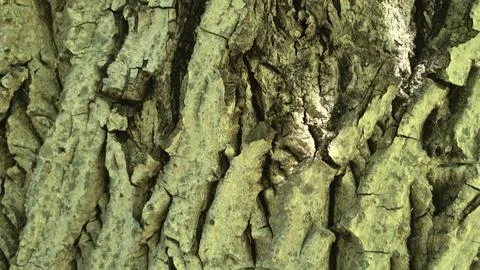 Bark background, tree bark background, grey bark with cracks Stock Photos