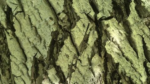 Bark background, tree bark background, grey bark with cracks Stock Photos