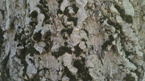 Bark background, tree bark background, grey bark with cracks Stock Photos