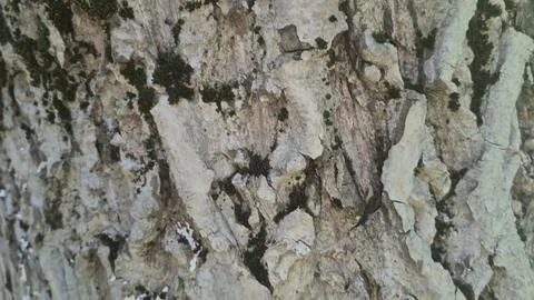 Bark background, tree bark background, grey bark with cracks Stock Photos