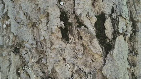 Bark background, tree bark background, grey bark with cracks Stock Photos