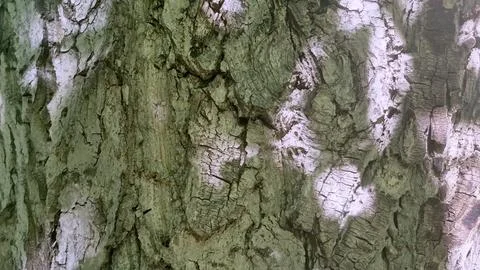 Bark background, tree bark background, grey bark with cracks Stock Photos