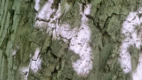 Bark background, tree bark background, grey bark with cracks Stock Photos