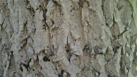 Bark background, tree bark background, grey bark with cracks Stock Photos