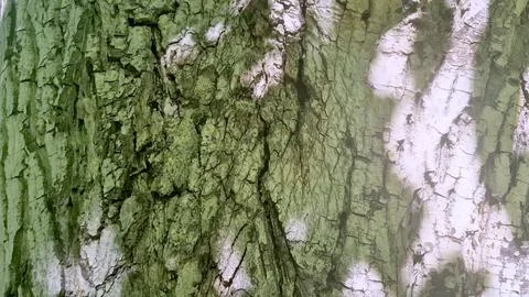 Bark background, tree bark background, grey bark with cracks Stock Photos