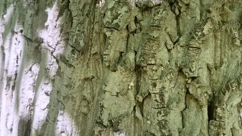 Bark background, tree bark background, grey bark with cracks Stock Photos