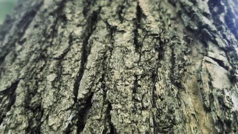 Bark background, tree bark background, grey bark with cracks Stock Photos