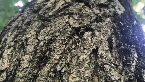 Bark background, tree bark background, grey bark with cracks Stock Photos