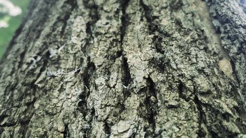Bark background, tree bark background, grey bark with cracks Stock Photos