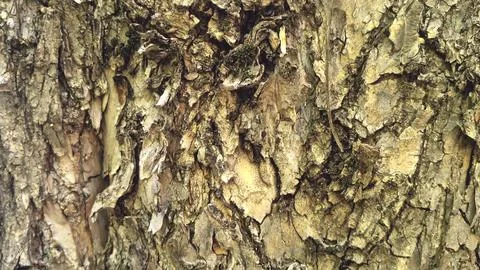 Bark background, tree bark background, grey bark with cracks Stock Photos