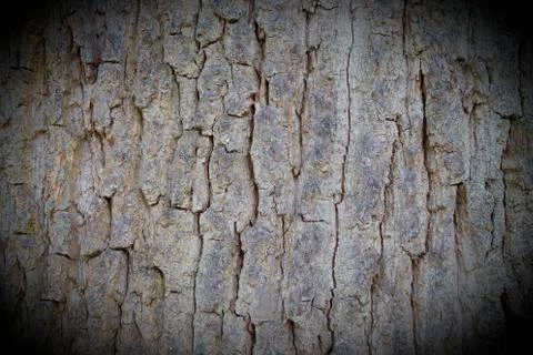 Bark of a beech tree Stock Photos