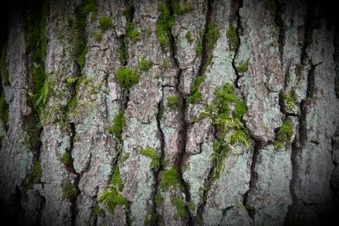 Bark of a beech tree Stock Photos