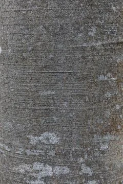 Bark of beech tree texture background pattern close up Foto stock