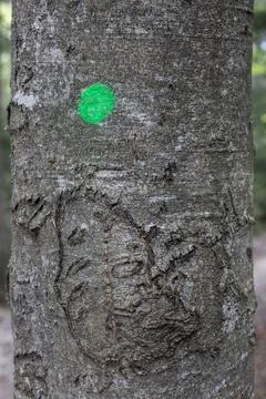 Bark of beech tree texture background pattern close up Stock Photos