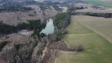 Bark beetle calamity. Stock Footage 236829620
