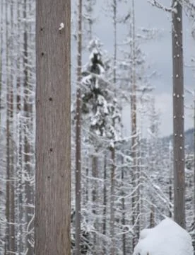 Bark beetle calamity Stock Photos