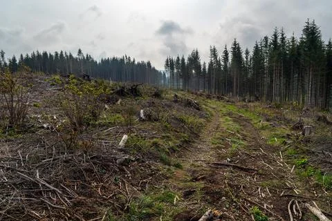 Bark beetle damaged forest with cleared trees Stock Photos