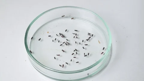 Bark beetle, dying forest, pests Stock Footage 114416799