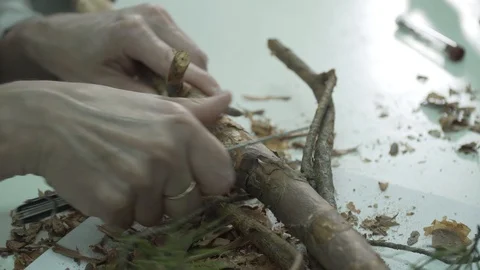 Bark beetle, dying forest, pests Stock Footage 114416818