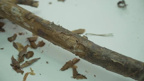Bark beetle, dying forest, pests Stock Footage 114416911