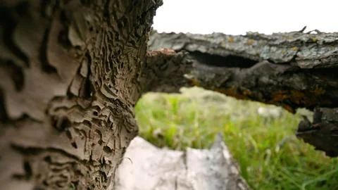 Bark beetle galleries in fallen tree trunk Stock Photos