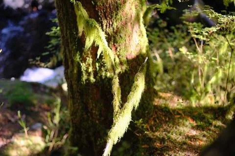 Bark beetle galleries in tree bark 7 Stock Photos