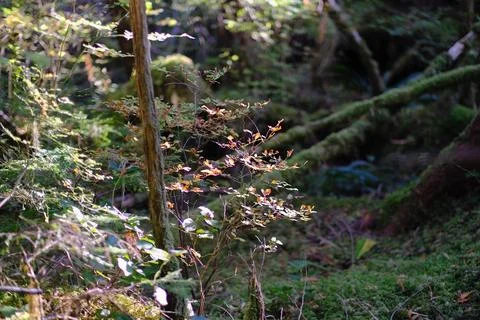 Bark beetle galleries in tree bark 8 Stock Photos
