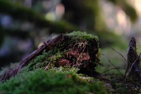 Bark beetle galleries in tree bark 13 Stock Photos