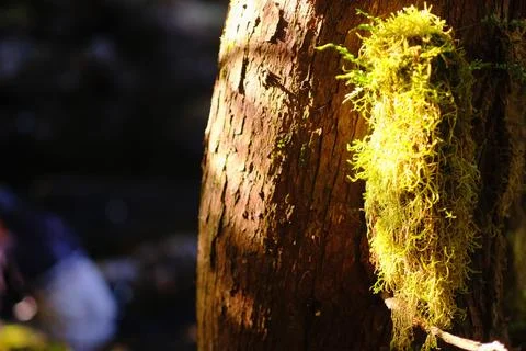 Bark beetle galleries in tree bark 21 Stock Photos