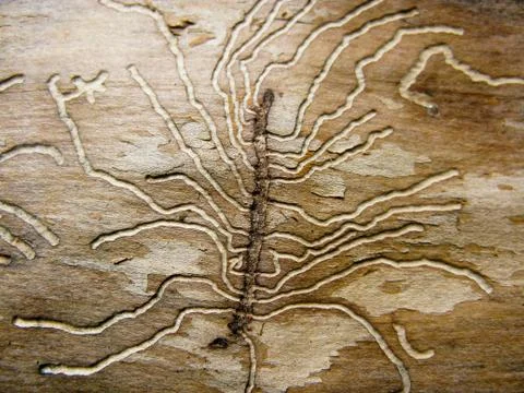 Bark beetle gallery Stock Photos