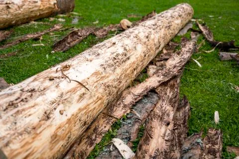 Bark beetle infested wood trunk is removed from bark Stock Photos