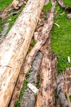 Bark beetle infested wood trunk is removed from bark Stock Photos