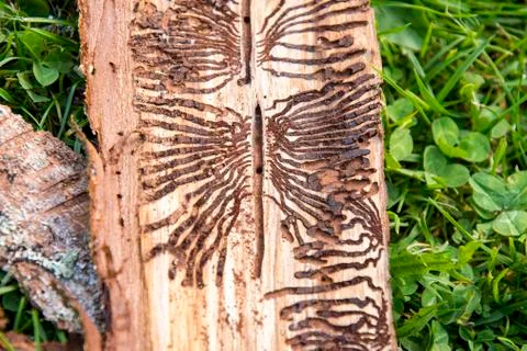 Bark beetle infested wood trunk is removed from bark Stock Photos