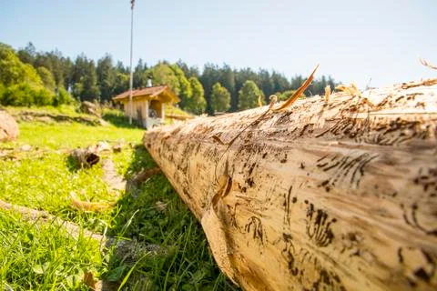 Bark beetle infested wood without bark on the meadow Stock Photos