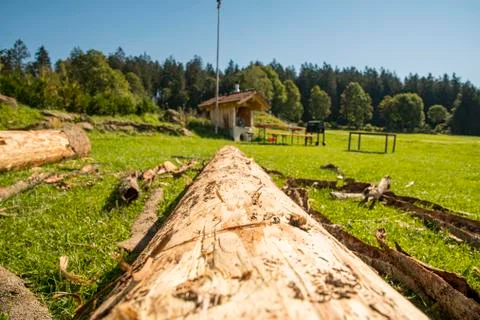 Bark beetle infested wood without bark on the meadow Stock Photos