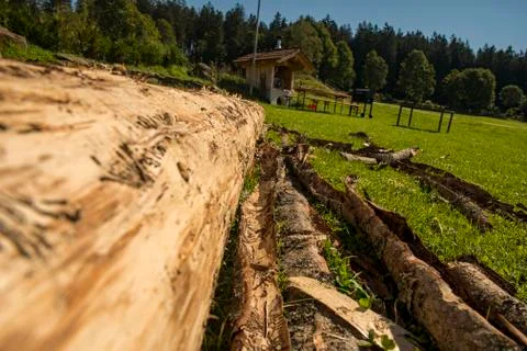 Bark beetle infested wood without bark on the meadow Stock Photos