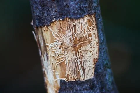 Bark beetle, Ips typographus, tracks imprint Stock Photos