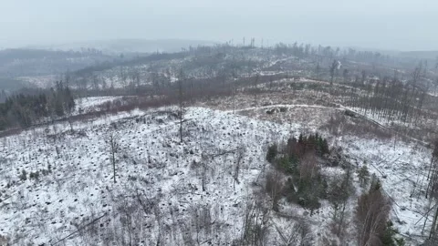 Bark beetle Ips typographus winter snow ice forests mountain drone Video stock 330353727
