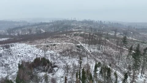 Bark beetle Ips typographus winter snow ice forests Jeseniky Stockbeeldmateriaal 331158149