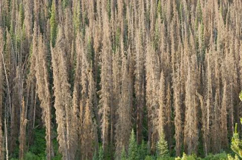 Bark Beetle Killed Pine Trees Stock Photos