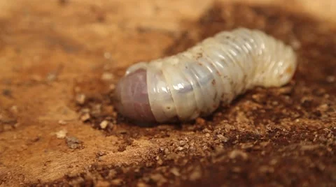 Bark beetle larva 1 Stock Footage 50598049