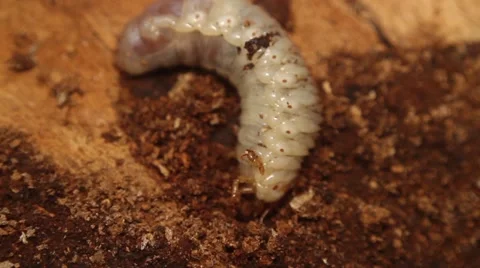Bark beetle larva 10 스톡 동영상 51111544